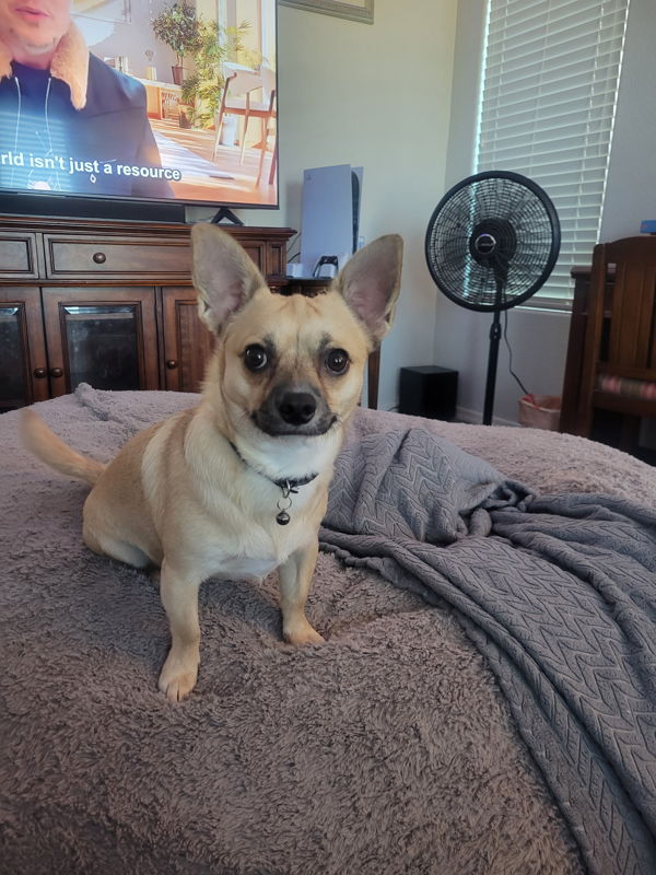 Customer pet photo ready to become a custom shirt